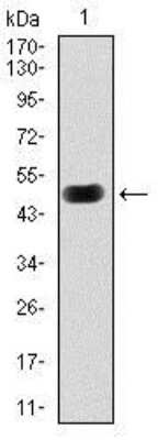 Western Blot: PKA C-gamma Antibody (2E4)BSA Free [NBP2-37487]