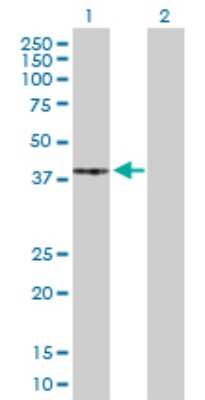 Western Blot: PKA C-gamma Antibody [H00005568-D01P]