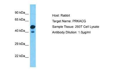 Western Blot: PKA C-gamma Antibody [NBP2-82312]