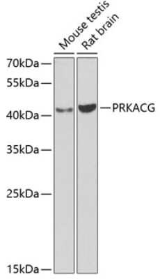 Western Blot: PKA C-gamma AntibodyAzide and BSA Free [NBP2-93404]