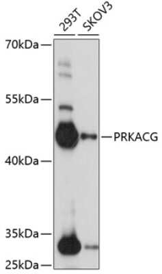 Western Blot: PKA C-gamma AntibodyAzide and BSA Free [NBP2-93650]