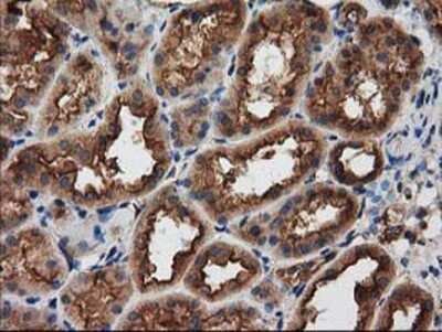 Immunohistochemistry-Paraffin: PKA R2 Antibody (OTI1F8) [NBP2-02520]