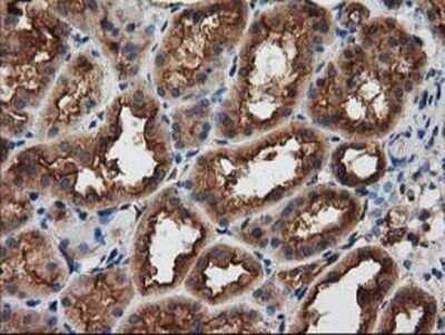 Immunohistochemistry: PKA R2 Antibody (OTI1F8) - Azide and BSA Free [NBP2-73428]
