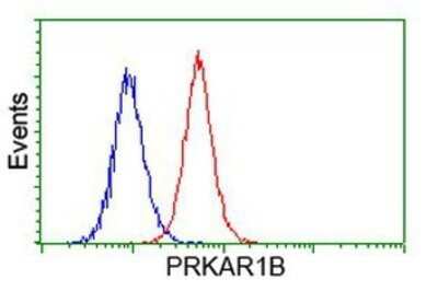 Flow Cytometry: PKA RI beta Antibody (OTI2A3) - Azide and BSA Free [NBP2-73430]
