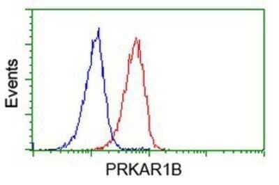 Flow Cytometry: PKA RI beta Antibody (OTI2A3) - Azide and BSA Free [NBP2-73430]