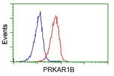 Flow Cytometry: PKA RI beta Antibody (OTI2A3) [NBP2-00634]