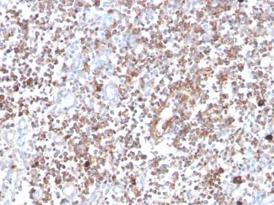 Immunohistochemistry-Paraffin: PKC alpha Antibody (133) - Azide and BSA Free [NBP3-08229]
