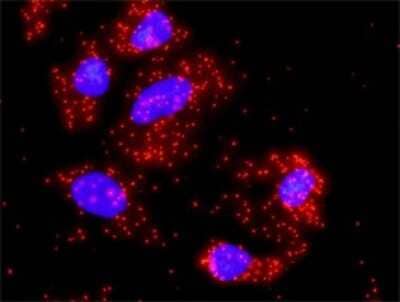 Proximity Ligation Assay: PKC alpha Antibody (2F11) [H00005578-M01]