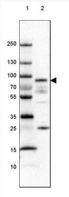 Western Blot: PKC alpha Antibody [NBP1-87269]