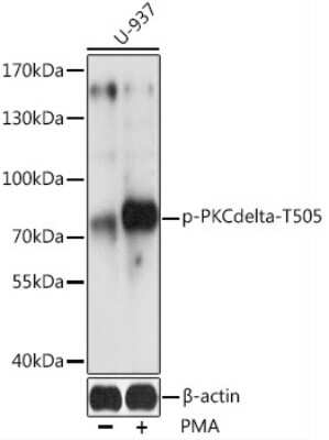 Western Blot: PKC delta [p Thr505] AntibodyAzide and BSA Free [NBP3-05450]