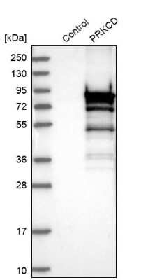 Western Blot: PKC delta Antibody [NBP1-90351]