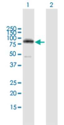 Western Blot: PKC eta Antibody [H00005583-B02P]