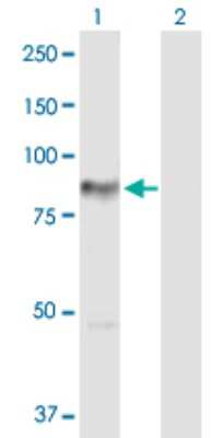 Western Blot: PKC eta Antibody [H00005583-D01P]