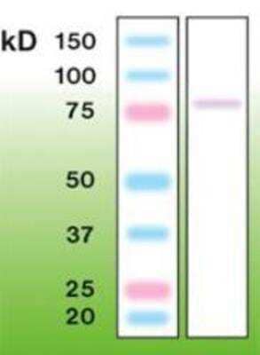 Western Blot: PKC gamma Antibody (A12-H) [NBP1-30124]