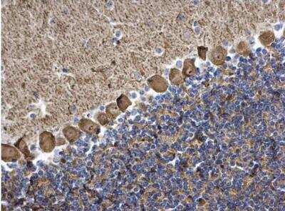 Immunohistochemistry-Paraffin: PKC gamma Antibody [NBP1-32535]