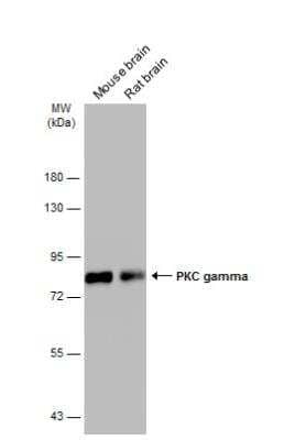 Western Blot: PKC gamma Antibody [NBP1-32535]