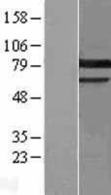 Western Blot: PKC gamma Overexpression Lysate [NBL1-14775]