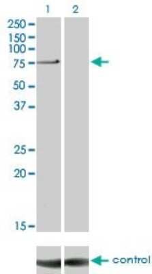 Western Blot: PKC iota Antibody (1G11) [H00005584-M01]