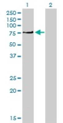 Western Blot: PKC iota Antibody (1G11) [H00005584-M01]