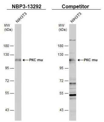 Western Blot: PKC mu Antibody [NBP3-13292]