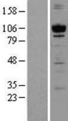 Western Blot: PKC mu Overexpression Lysate [NBL1-14779]