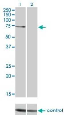 Western Blot: PKC zeta Antibody (2D1) [H00005590-M01]