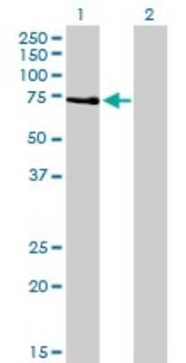 Western Blot: PKC zeta Antibody (2D1) [H00005590-M01]