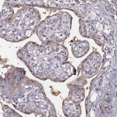 Immunohistochemistry-Paraffin: PKC zeta Antibody [NBP1-87270]