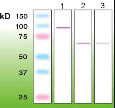 Western Blot: PKC zeta Antibody (R14-K) [NBP1-30127]