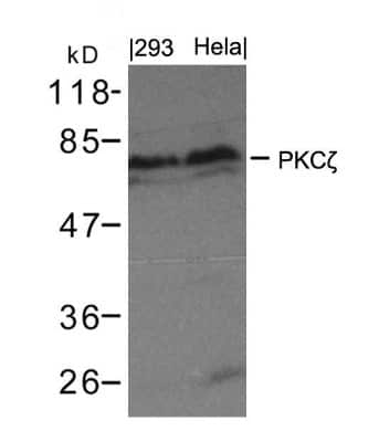 Western Blot: PKC zeta Antibody [NB100-82147]