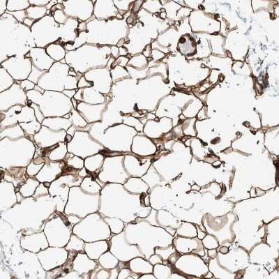 Immunohistochemistry-Paraffin: PKD1L1 Antibody [NBP1-87219]