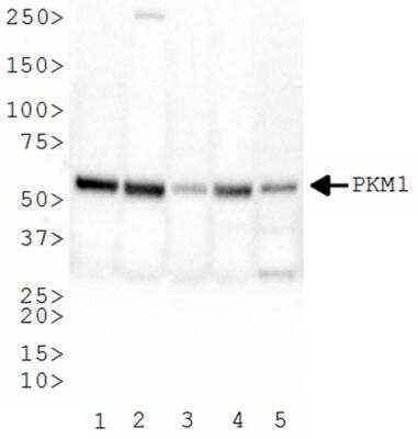 Western Blot: PKM1 AntibodyBSA Free [NBP2-14833]