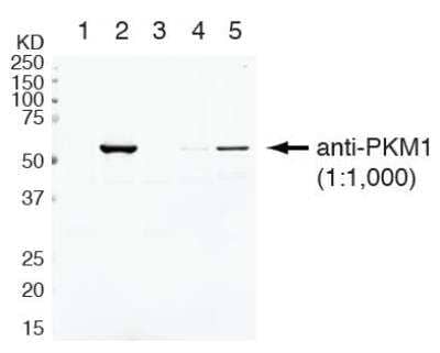 Western Blot: PKM1 AntibodyBSA Free [NBP2-14833]