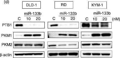 Western Blot: PKM1 AntibodyBSA Free [NBP2-14833]