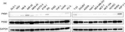 Western Blot: PKM1 AntibodyBSA Free [NBP2-14833]
