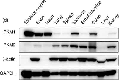 Western Blot: PKM1 AntibodyBSA Free [NBP2-14833]