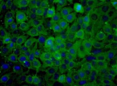 Immunocytochemistry/ Immunofluorescence: PKM2 Antibody - BSA Free [NBP1-48308]