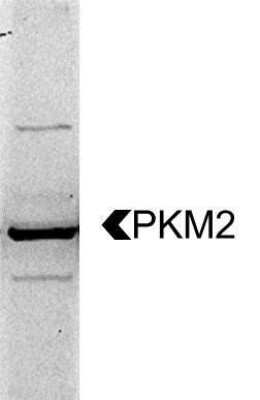 Western Blot: PKM2 AntibodyBSA Free [NBP1-48308]