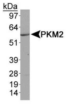 Western Blot: PKM2 AntibodyBSA Free [NBP1-48308]