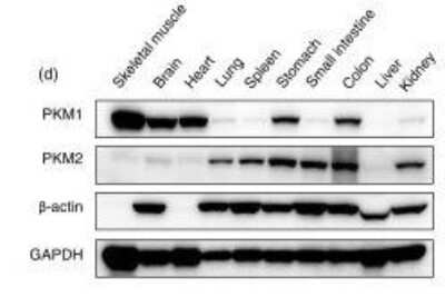 Western Blot: PKM2 AntibodyBSA Free [NBP1-48308]