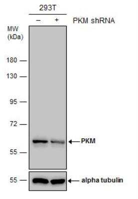 Western Blot: PKM2 Antibody [NBP2-19852]