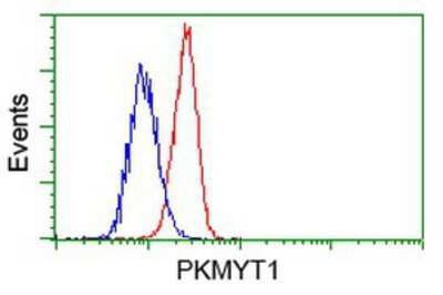 Flow Cytometry: PKMYT1 Antibody (OTI5E1) [NBP2-02275]