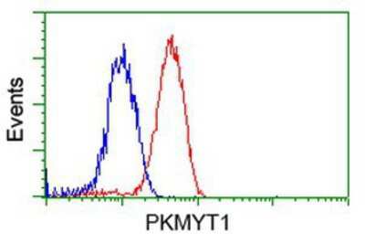 Flow Cytometry: PKMYT1 Antibody (OTI5E1) [NBP2-02275]