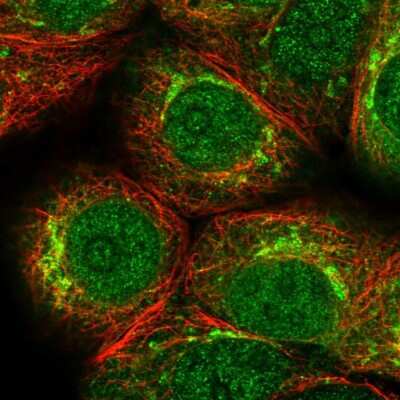 Immunocytochemistry/ Immunofluorescence: PKMYT1 Antibody [NBP2-56978]