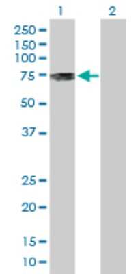 Western Blot: PKMYT1 Antibody [H00009088-D01P]