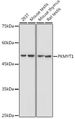 Western Blot: PKMYT1 AntibodyAzide and BSA Free [NBP3-16036]