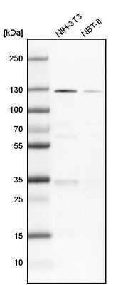 Western Blot: PKN1 Antibody [NBP1-85301]