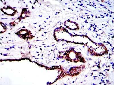 Immunohistochemistry-Paraffin: PKN2 Antibody (1D1) - BSA Free [NBP2-37573]