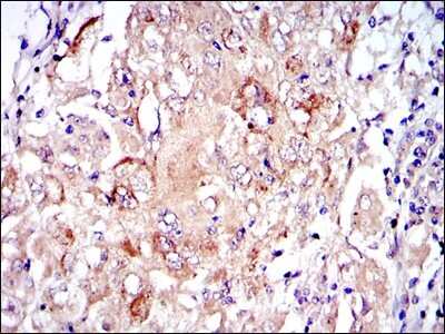 Immunohistochemistry-Paraffin: PKN2 Antibody (1D1) - BSA Free [NBP2-37573]