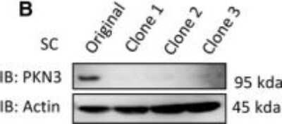 Knockout Validated: PKN3 Antibody [NBP1-30102]